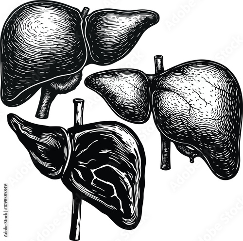 A collection of hand drawn engraving style Anatomical Human Liver silhouette vector illustrations set isolated on a transparent background. 