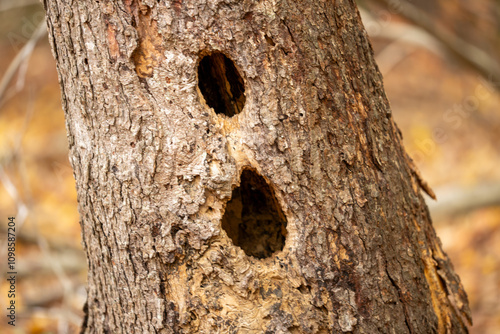 Εκτύπωση καμβά wood pecker wildlife nesting holes on tree trunk
