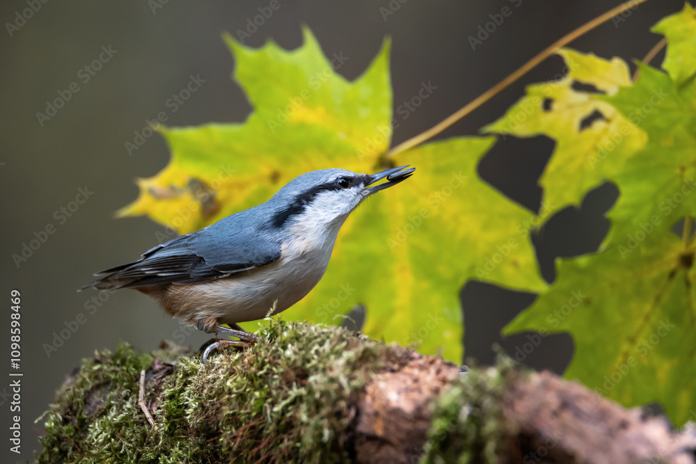 Fototapeta premium A nuthatch in autumn in a maple forest with a seed.