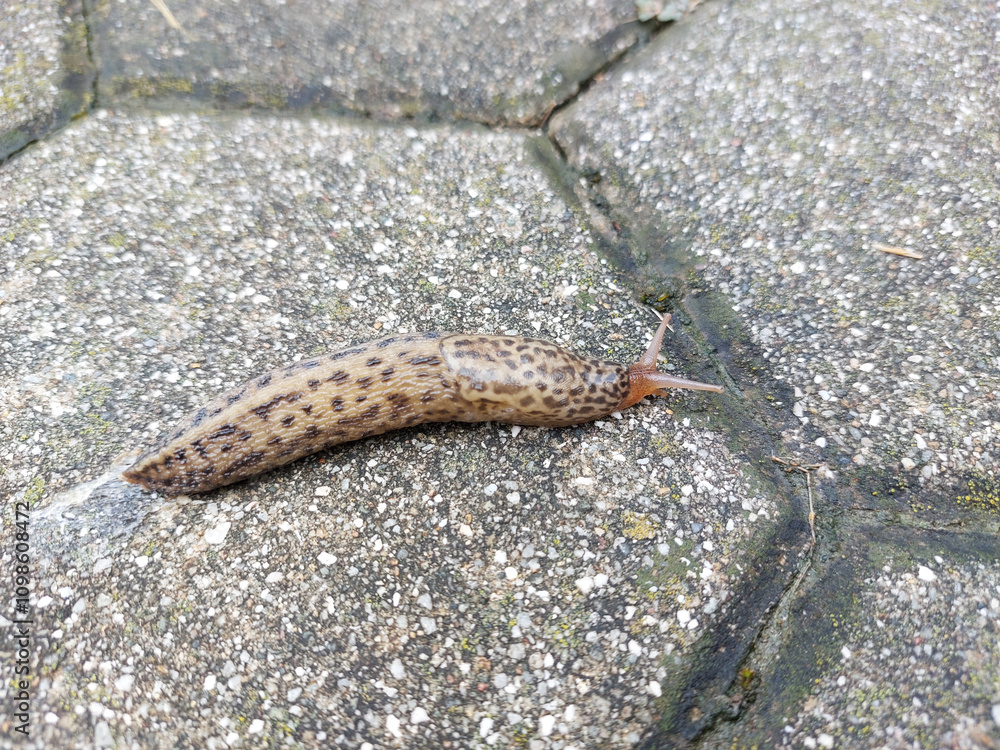 leopard slug is crawling on tile - gastropod mollusc