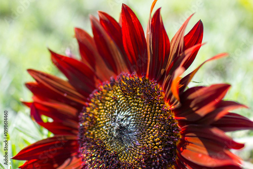 red sunflowers (helianthus annus) in a field photo