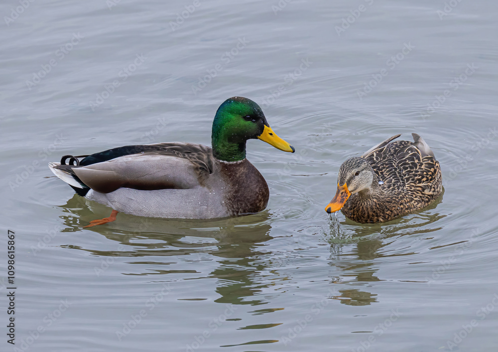 Obraz premium Mallards In The Harbour