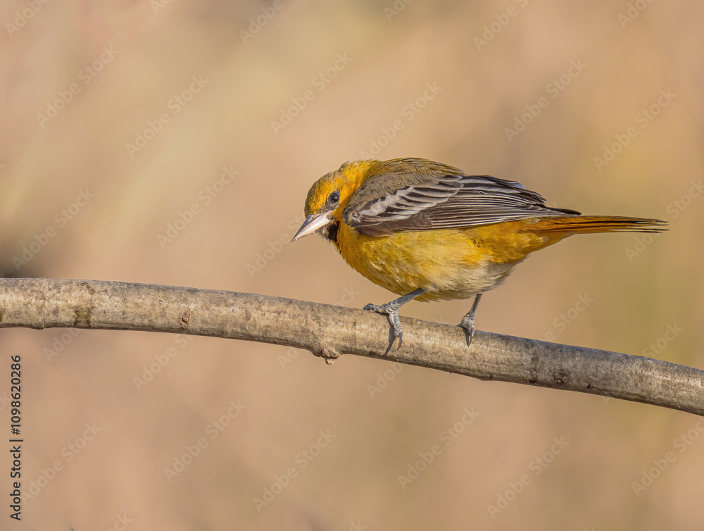 Fototapeta premium Bullock Oriole Perched On A Branch