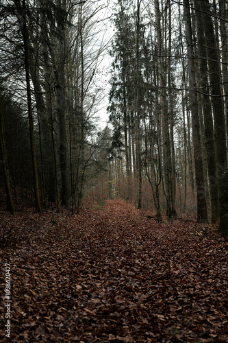 Finsterer Wald im Herbst