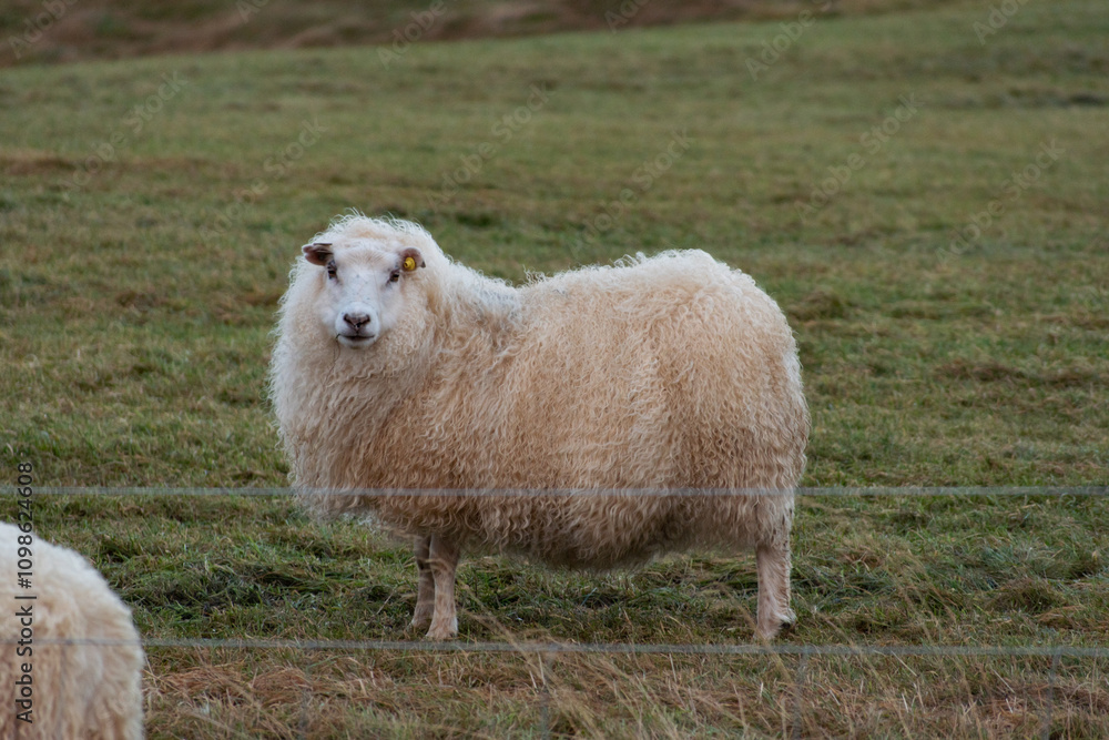 Naklejka premium Sheep in field