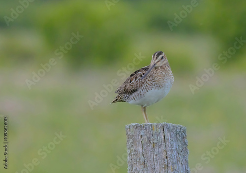 Wilson's Snipe On Post photo