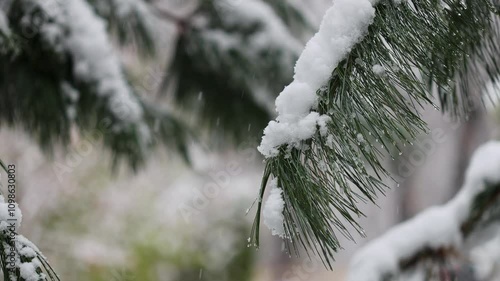 Snow-covered branch of a spruce coniferous tree with snow on it