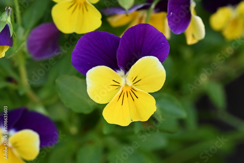 Yellow and purple pansy flowers