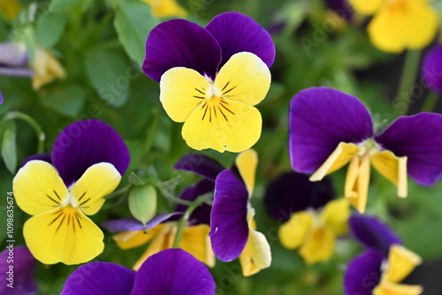 Purple, yellow pansy flowers