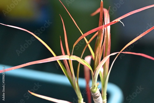 Red and yellow grass or strands of leaves during the spring season.