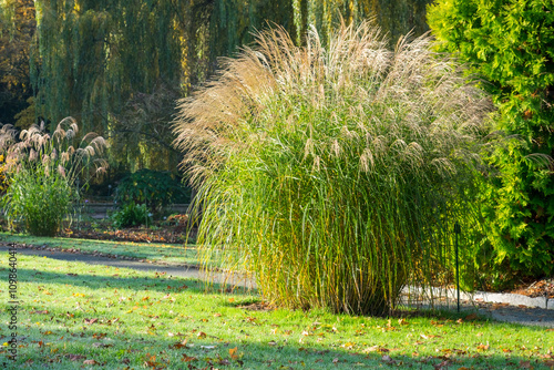 Miscanthus sinensis 'Federweißer'
