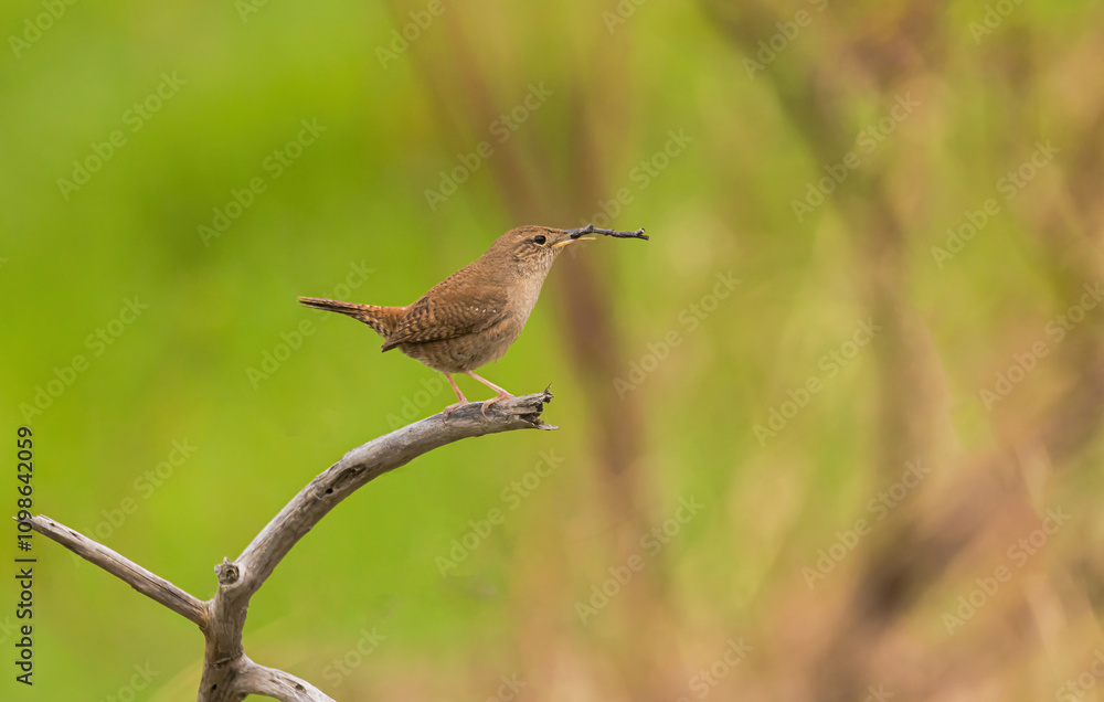 Fototapeta premium A Balancing Act For The House Wren