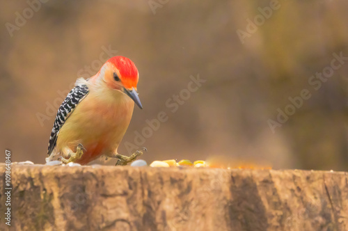 Red-Bellied Woodpecker: Melanerpes Carolinus photo