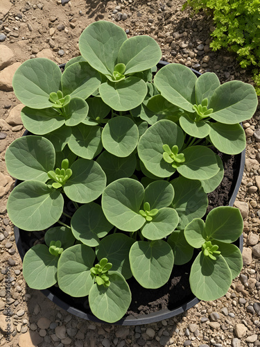 Dicotyledon,  Plants with two cotyledons, net veined leaves, and floral parts in multiples of four or five photo