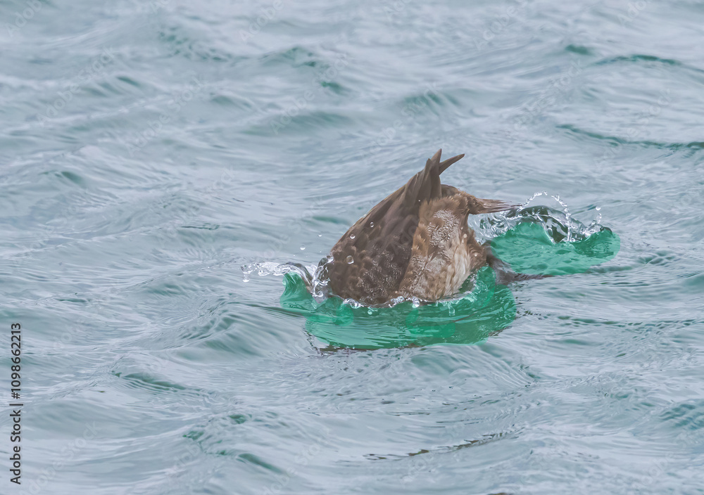 Fototapeta premium greater Scaup Takes A Dive