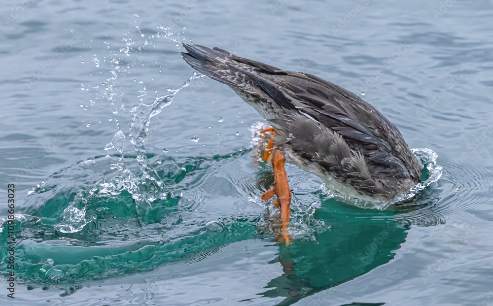 Obraz premium Red-Breasted Merganser Making A Big Splash