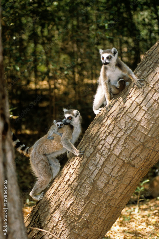Fototapeta premium Lémurien catta, Lemur catta, Madagascar