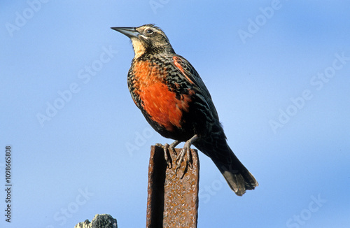 Sturnelle australe,.Leistes loyca, Long tailed Meadowlark photo