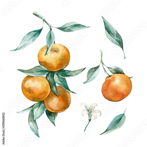 Mandarin branch with leaves isolated on white background. Hand drawn watercolor set of citrus fruits and flowers. Element for juice and dessert label and packaging design, home textile decoration