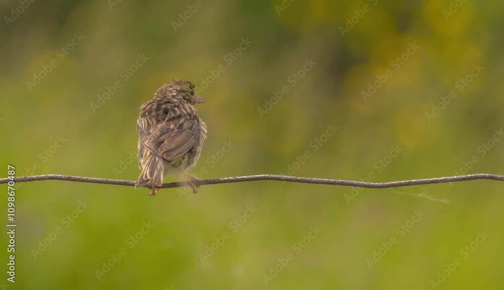 Fototapeta premium Savannah Sparrow Preening