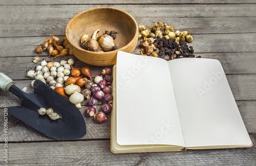 Bulbous plants and an open notebook with a garden spade. Top view. photo