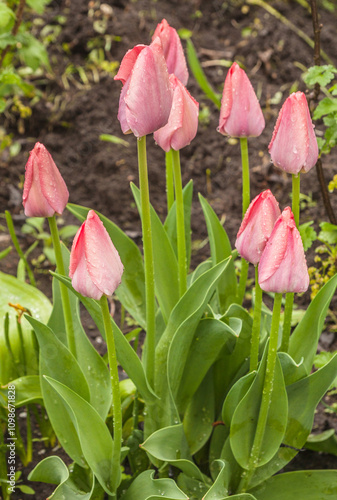 Pink tulips Darwin hybrids 