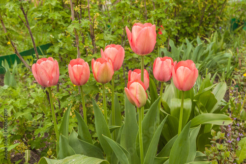 Pink tulips Darwin hybrids 