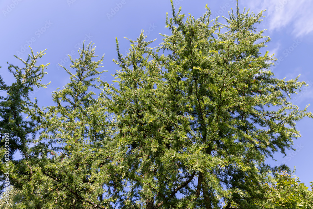 Fototapeta premium green larch needles on a blue sky background