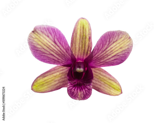 Flower Dendrobium phalaenopsis orchid  