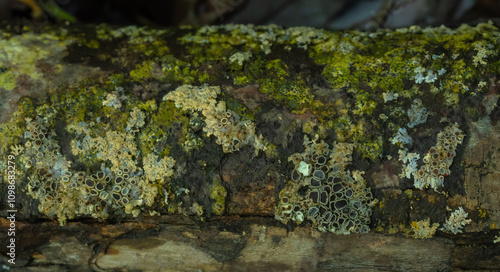 A Variety Of Lichens Growing Together photo