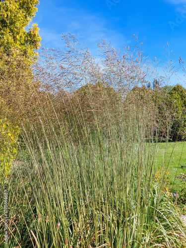 Tussock (Molinia caerulea subsp. arundinacea) growing in a garden