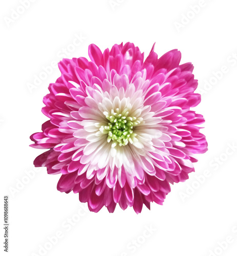 chrysanthemum white pink and green cemetery flower isolated