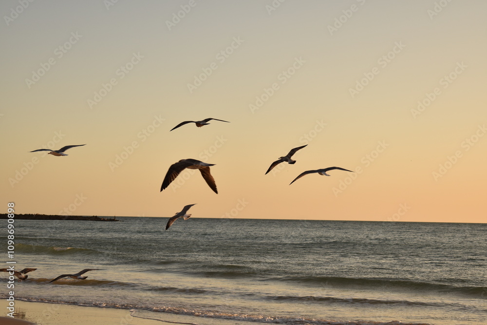 Naklejka premium Seagull on a sandy beach near the sea