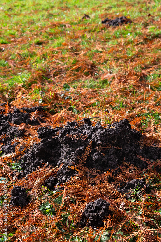 Obraz premium Fresh mole hole of rich wet dirt in a grass lawn covered in fall tree droppings 