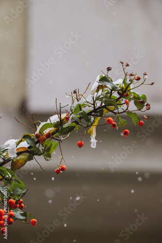 Red winter rowan berries