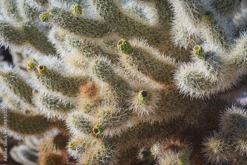 Fotografie Joshua Tree National Park