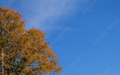 Majestic English oak Quercus robur crisp midday light exuding strength photo