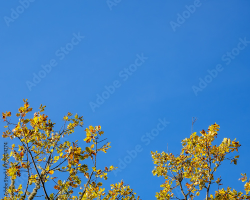 golden oak leaves and branches on a blue sky during fall