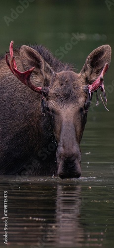 Bull moose