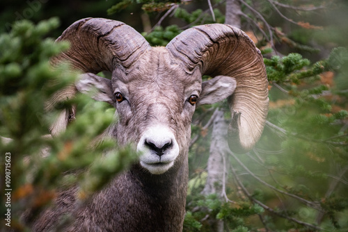 Big horn sheep
