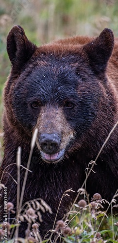 Mama bear 