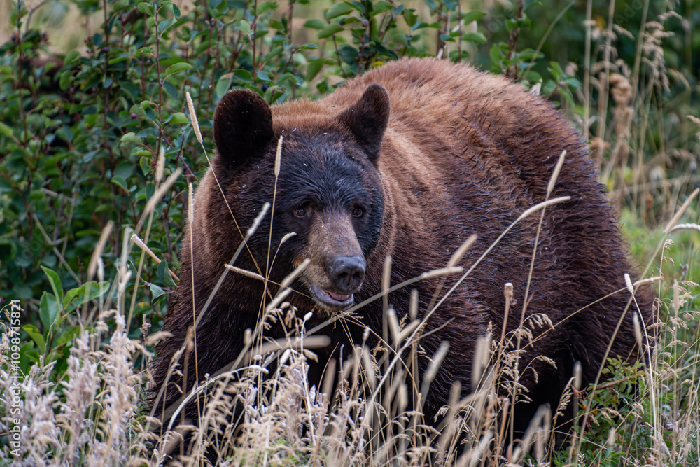 Fototapeta premium Black bear 