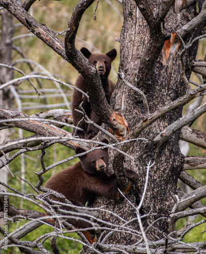 Baby black bears 