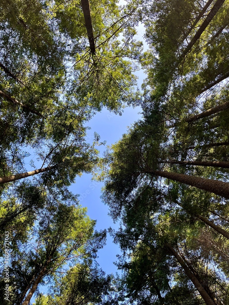 Fototapeta premium trees and sky