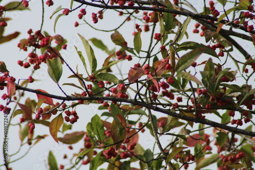 Fruits of european spindle tree Euonymus europaeus. Beautiful autumn background with red ripe berries
 photo