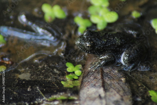 European common brown frog or common frog (Rana temporaria) or moor frog (Rana arvalis) in a forest
 photo