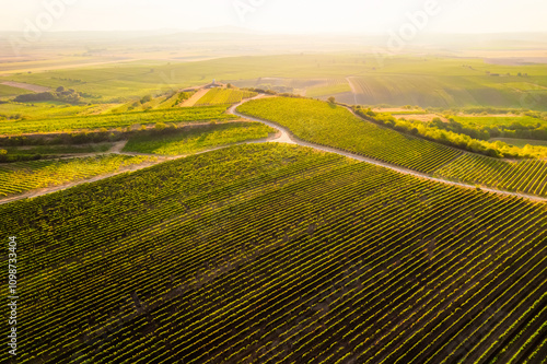 Chapel Hradistek near Velke Bilovice Czech Republic. Vineyard rows in bright sunlight, nestled between hills and trees. Sunlit agricultural wine landscape. photo