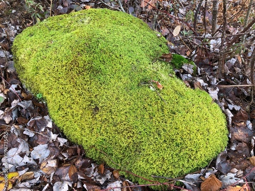 moss covered rock photo