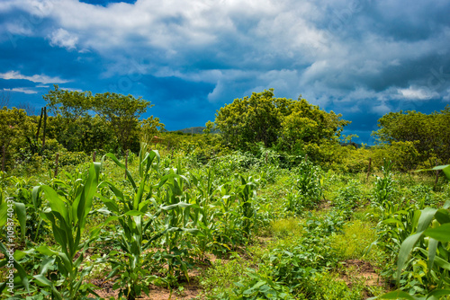 O plantio de milho envolve várias etapas, como o preparo do solo, a semeadura, o crescimento e a colheita. O ciclo do milho dura, em média, entre 120 e 150 dias photo