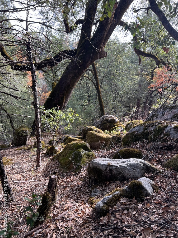 Fototapeta premium tree in the forest